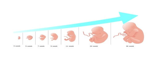 Life Starts at Conception